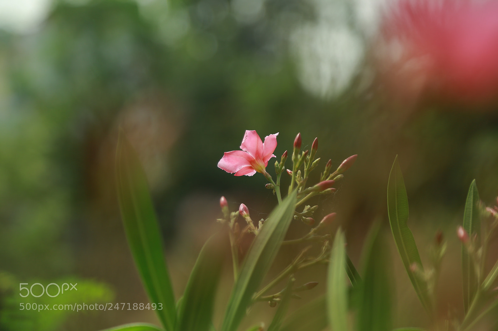 Canon EOS 6D + Canon EF 24-105mm F4L IS USM sample photo. Img photography