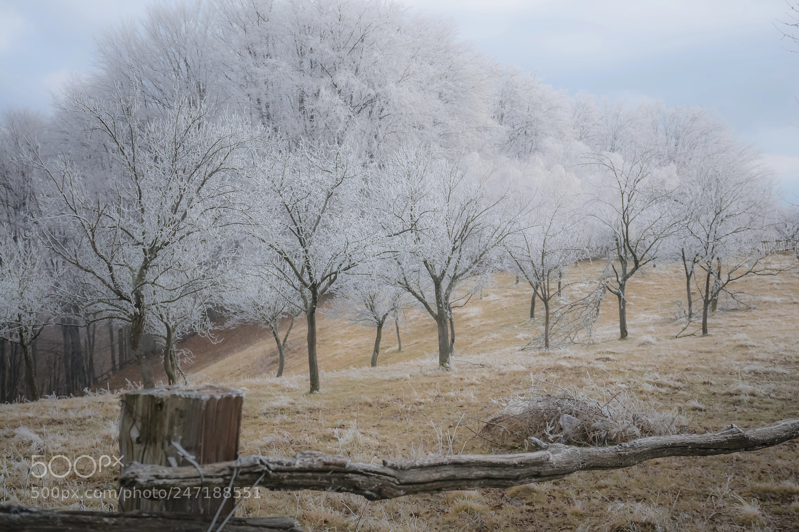 Nikon D7100 sample photo. Frozen trees photography