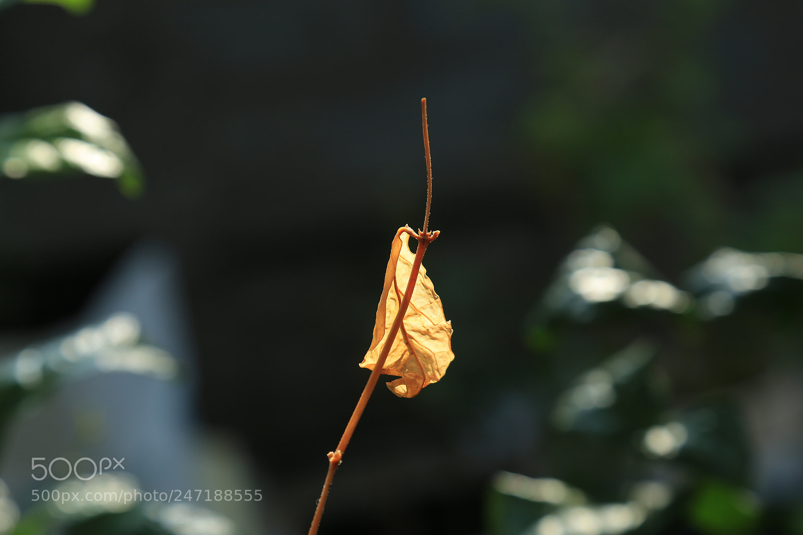 Canon EOS 6D + Canon EF 24-105mm F4L IS USM sample photo. Img photography