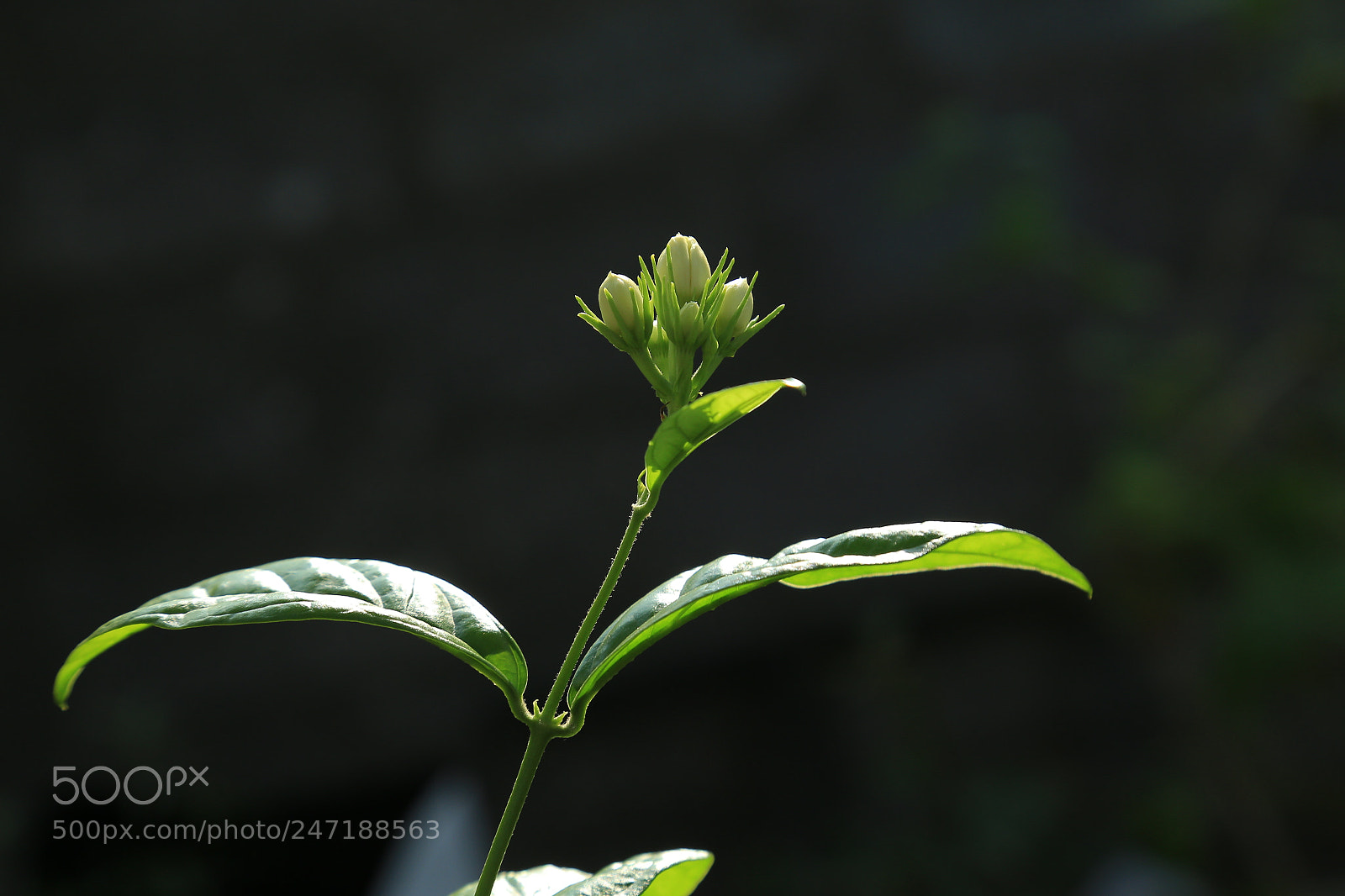Canon EOS 6D + Canon EF 24-105mm F4L IS USM sample photo. Img photography