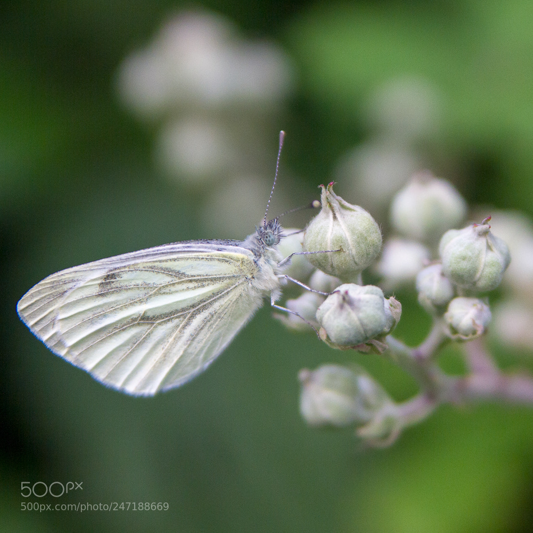 Canon EOS 7D sample photo. Butterfly photography
