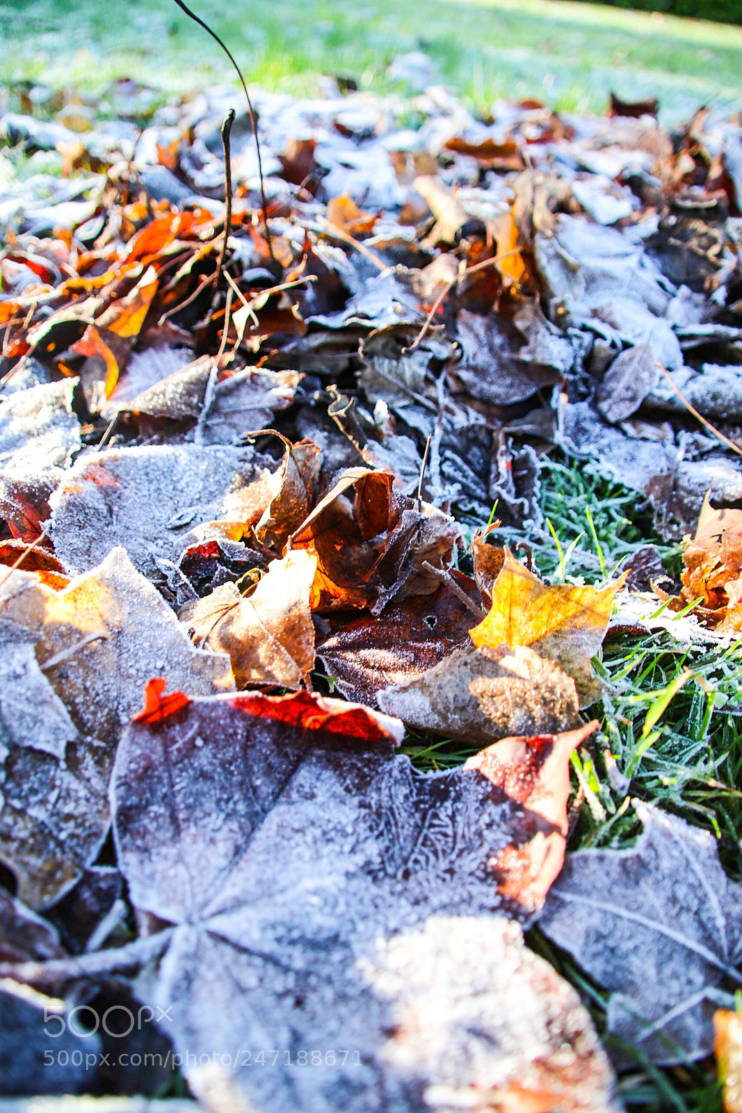 Canon EOS 77D (EOS 9000D / EOS 770D) sample photo. Leaves photography