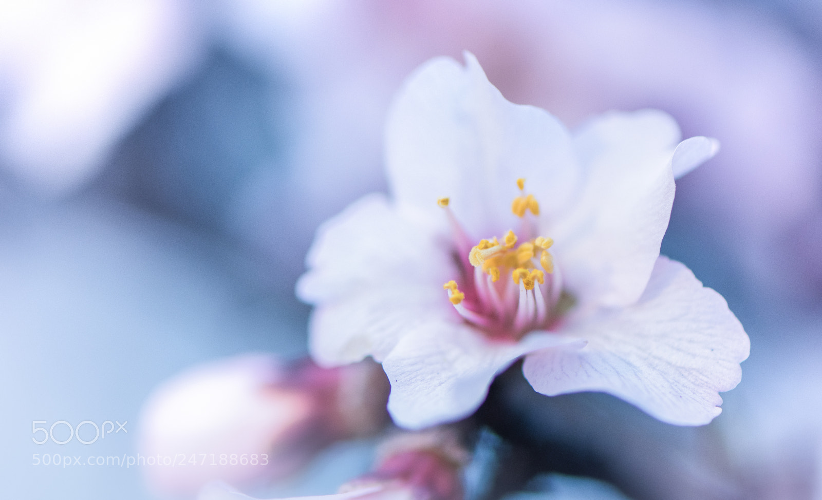Nikon D850 sample photo. Angel of spring photography
