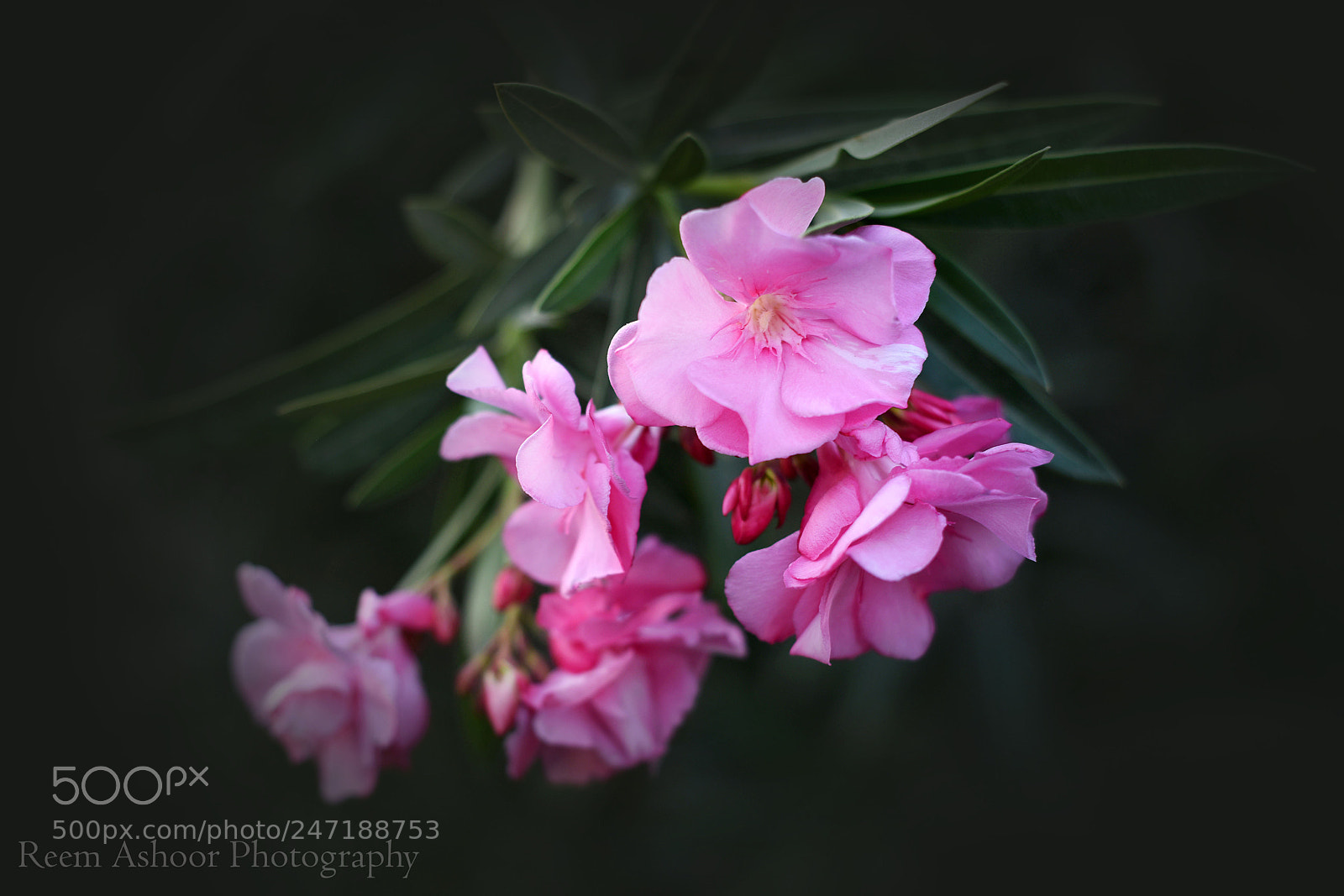 Nikon D810 sample photo. Flowers photography