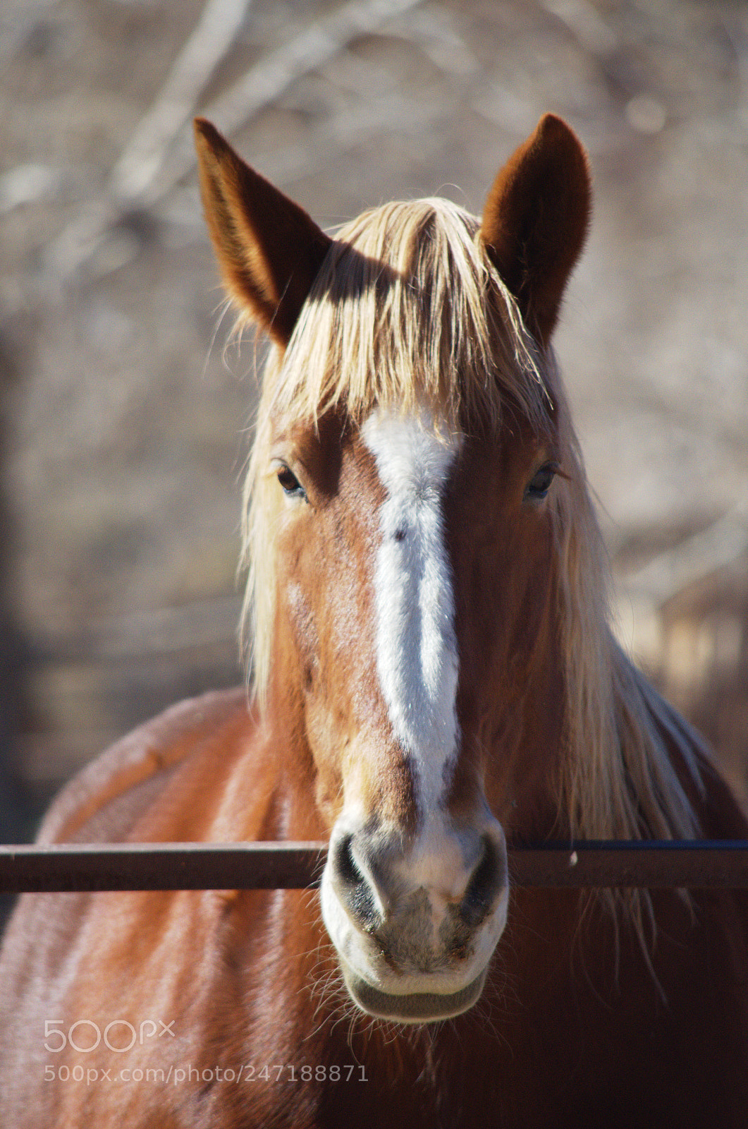 Nikon D5100 sample photo. Wild photography