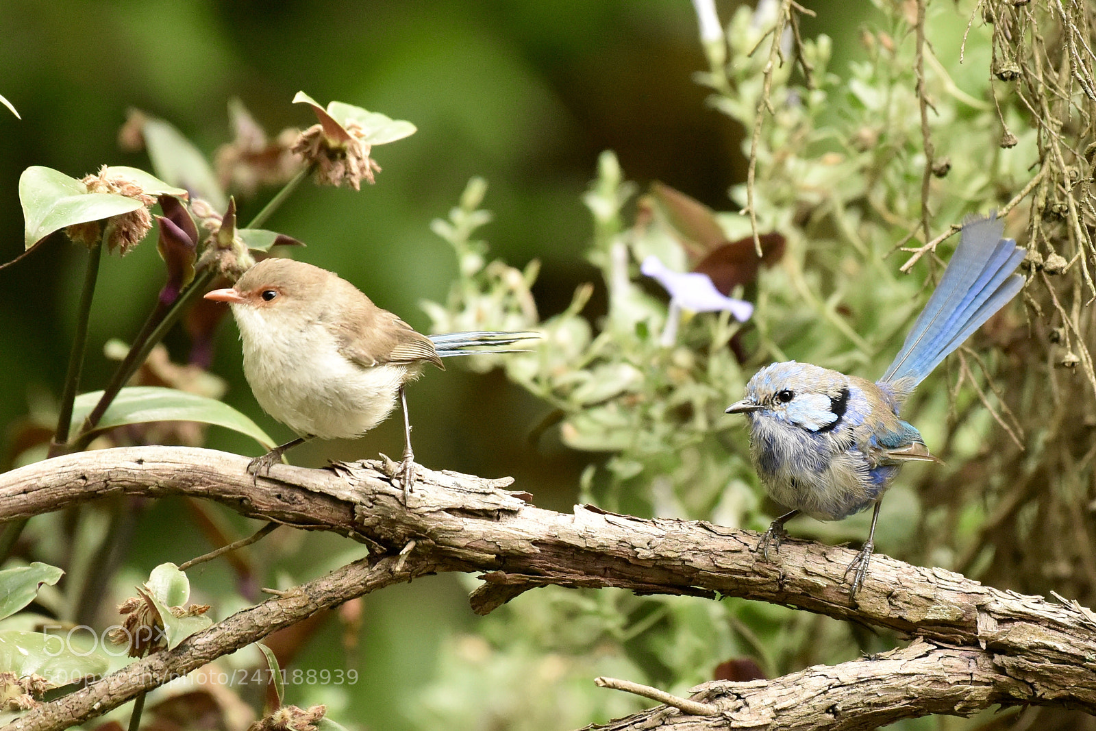 Nikon D810 sample photo. Splendid fairy wren photography