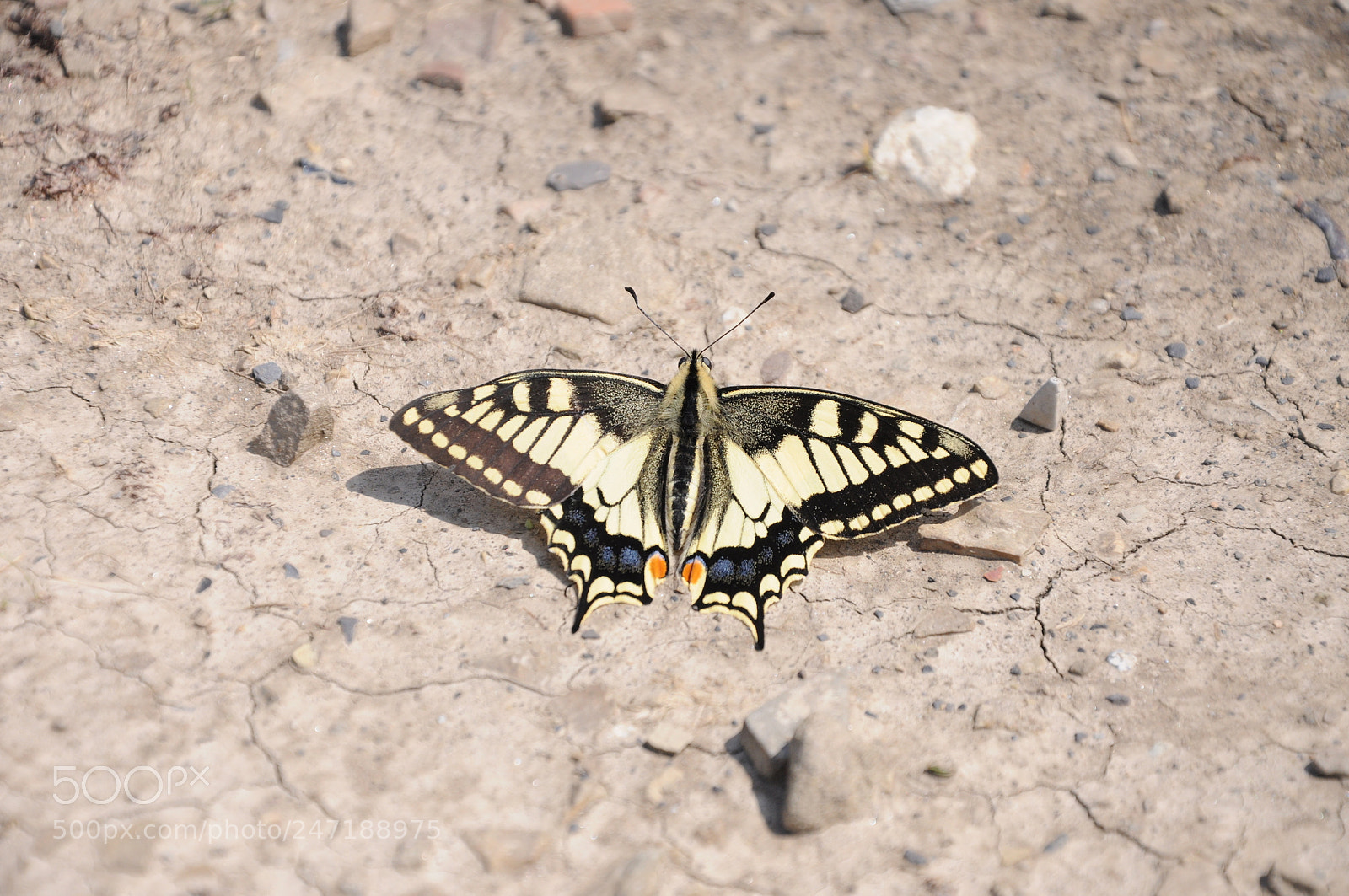 Nikon D90 sample photo. 170721_2790.jpg photography