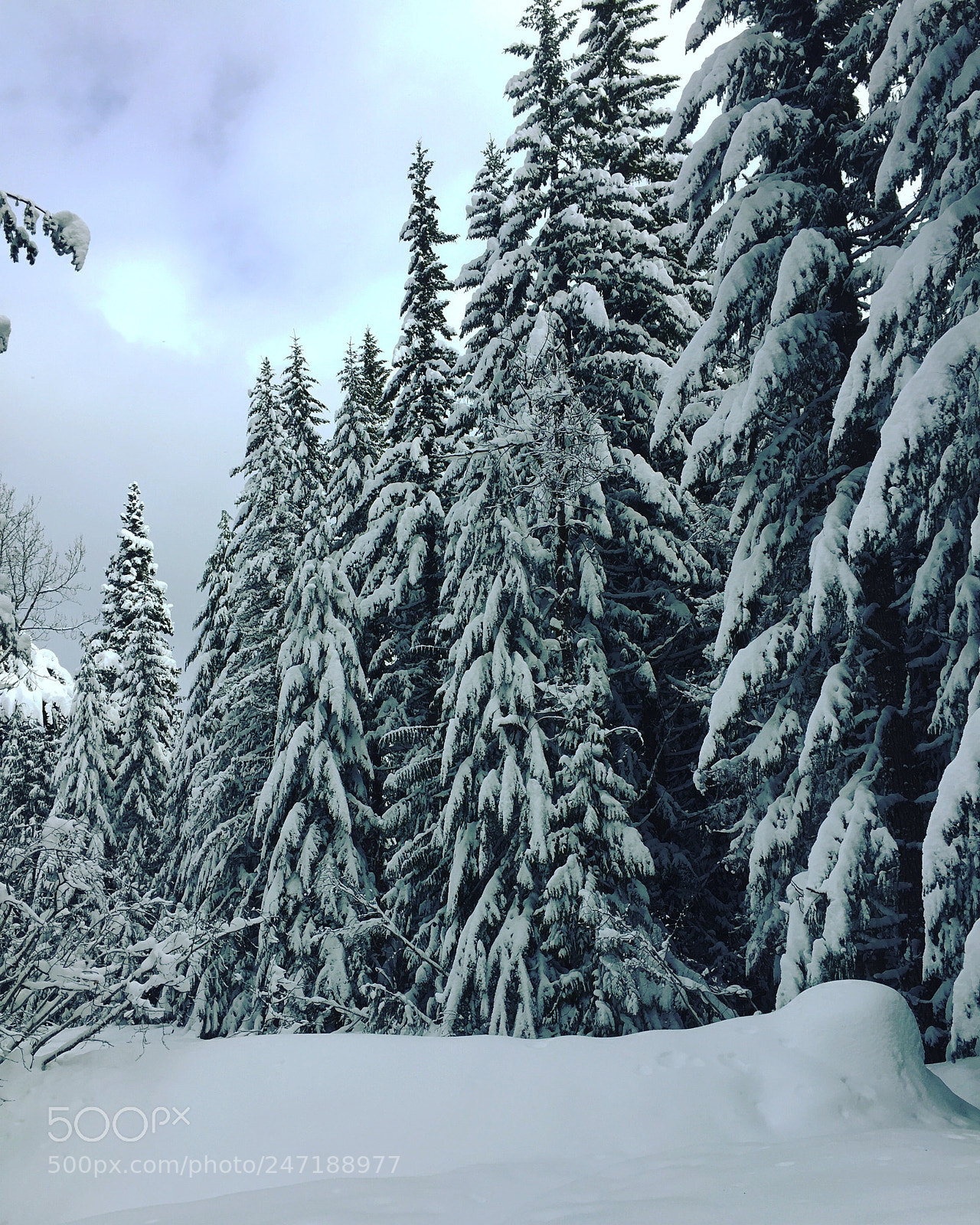 Apple iPhone 6 sample photo. Winter in oregon! photography