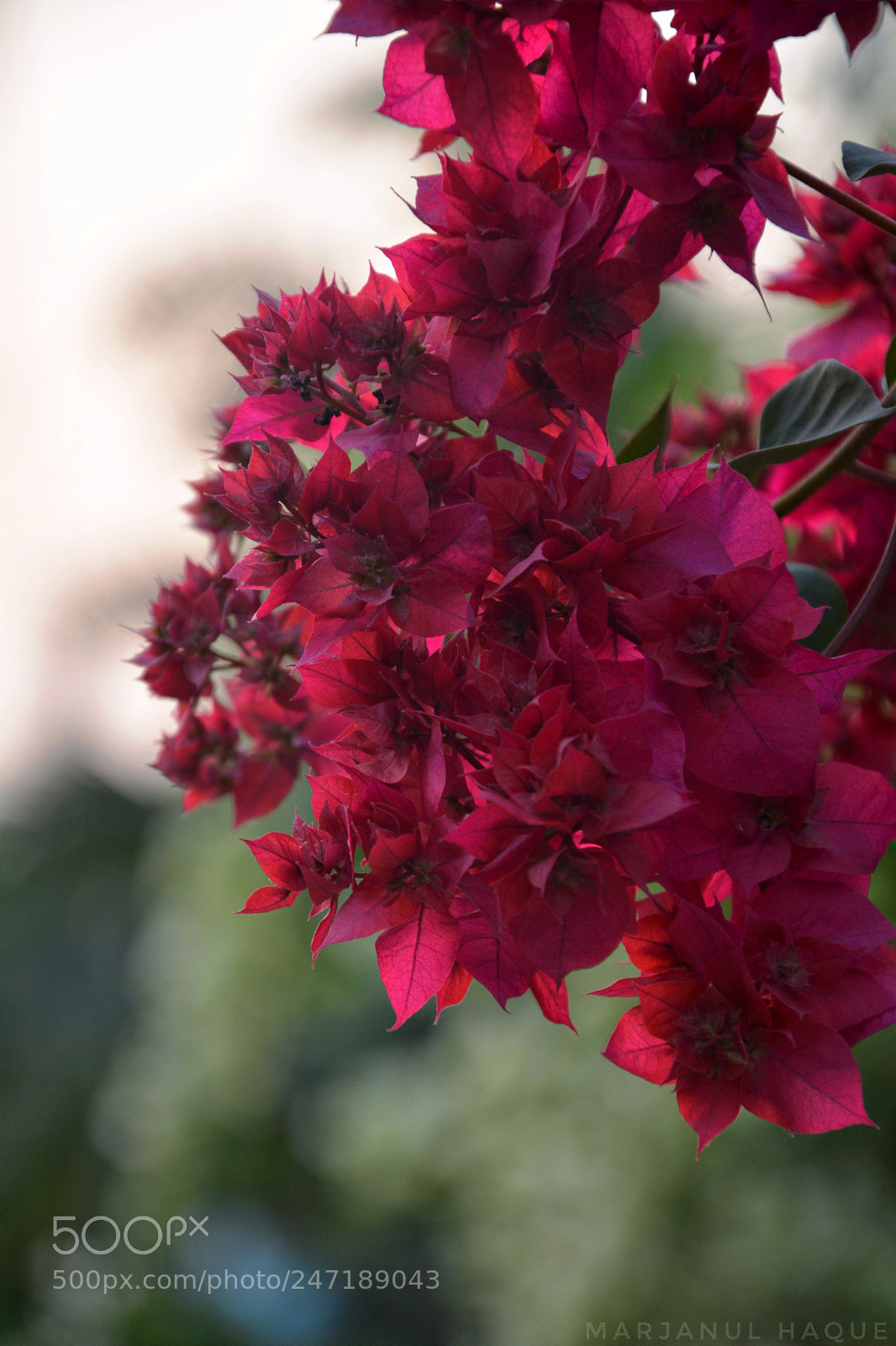 Nikon D5200 sample photo. Red bouganvilla photography