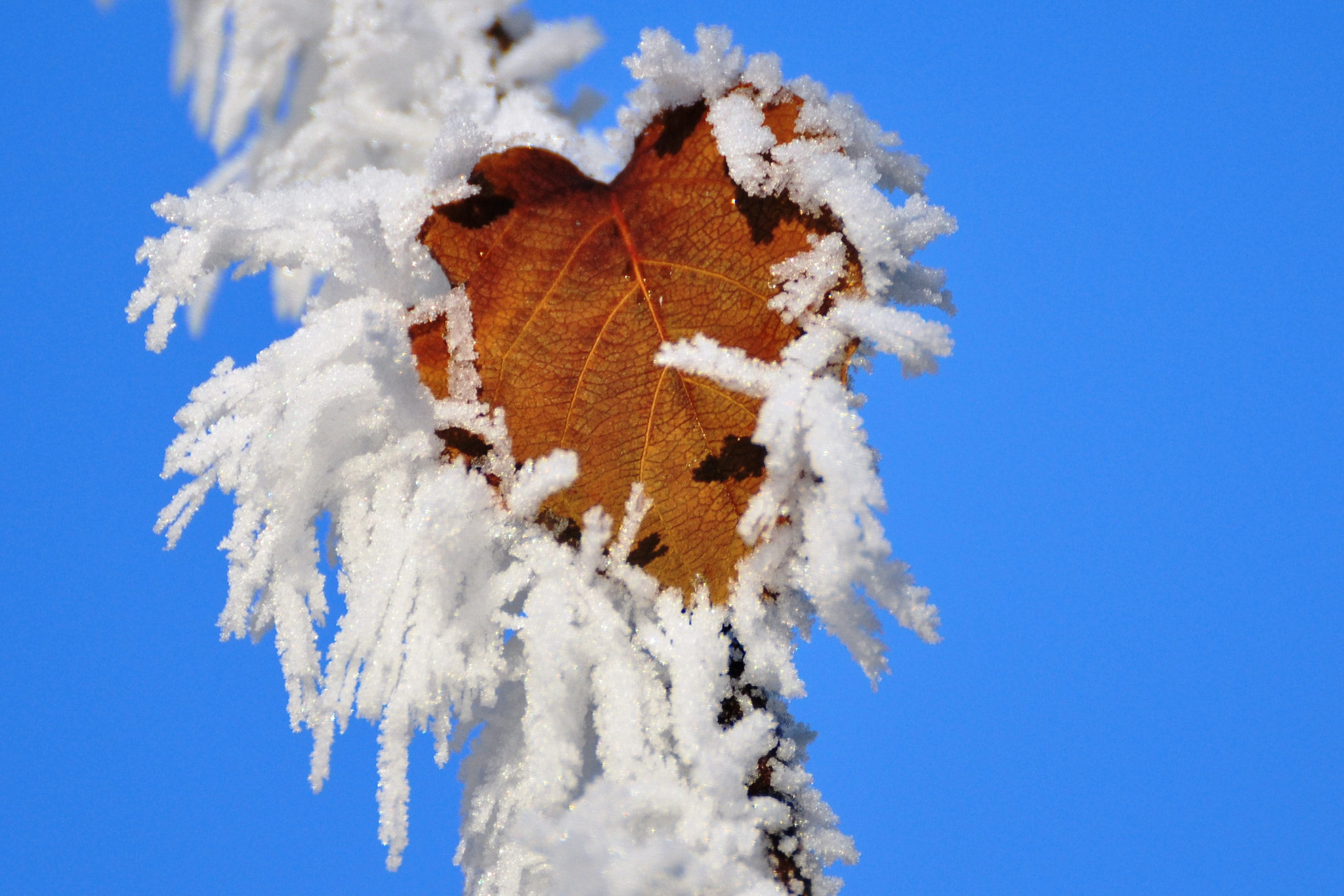 Nikon D90 sample photo. 131214- 106.jpg photography