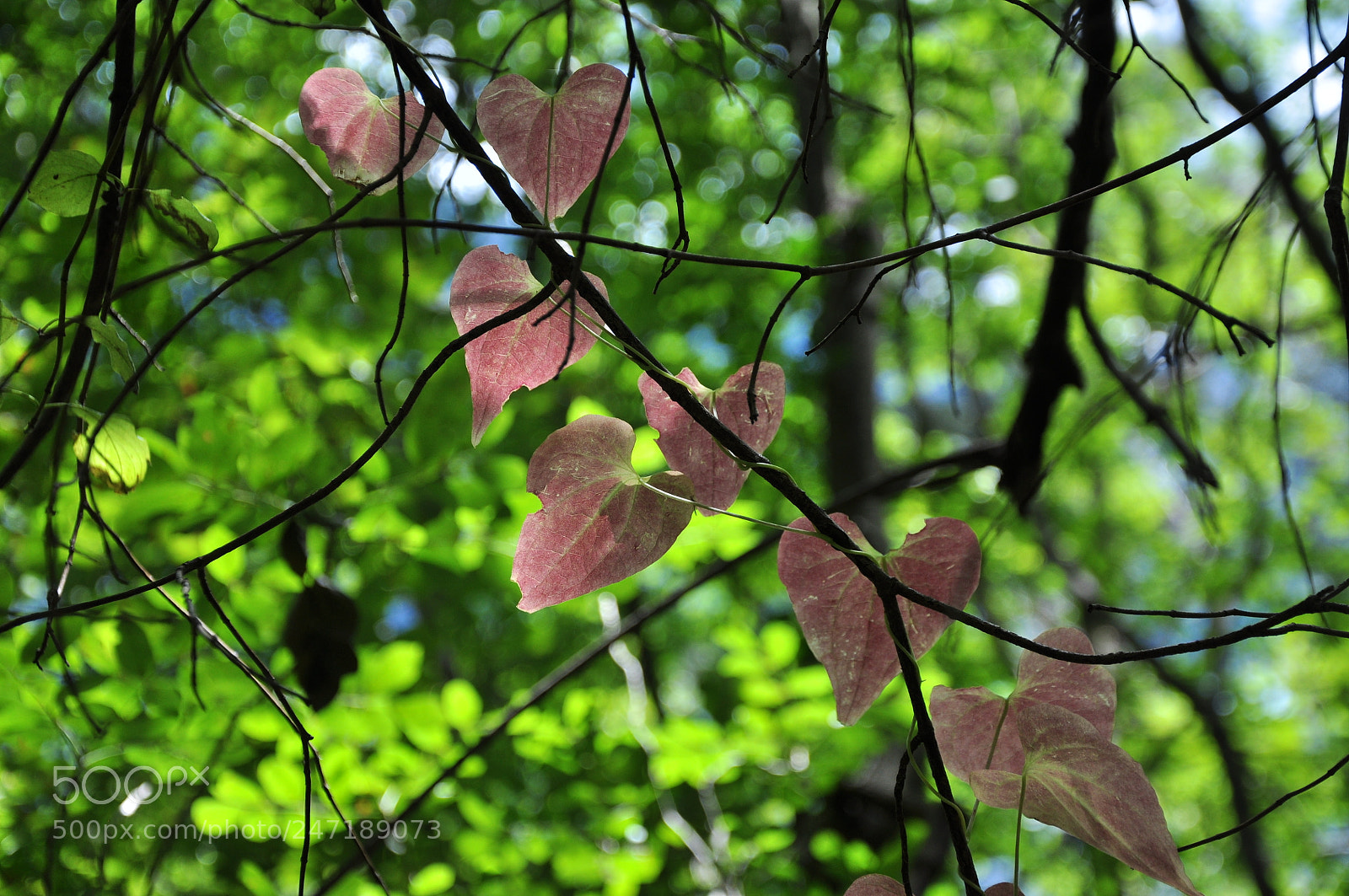 Nikon D90 sample photo. 130830- 170.jpg photography