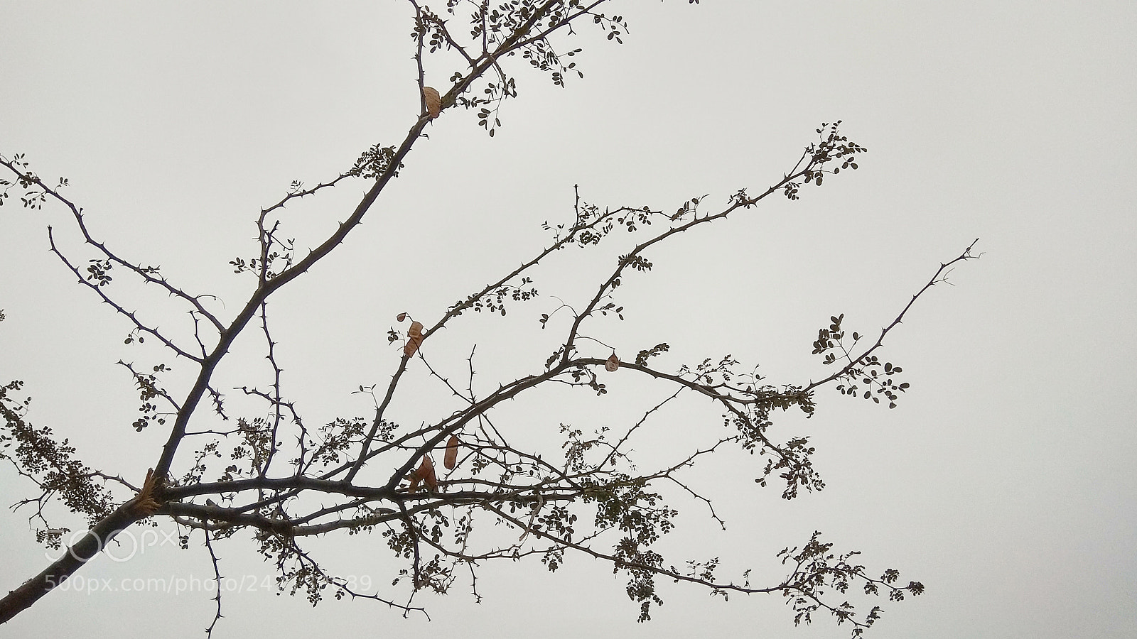 Xiaomi Redmi Note 4 sample photo. Branches of a growing photography