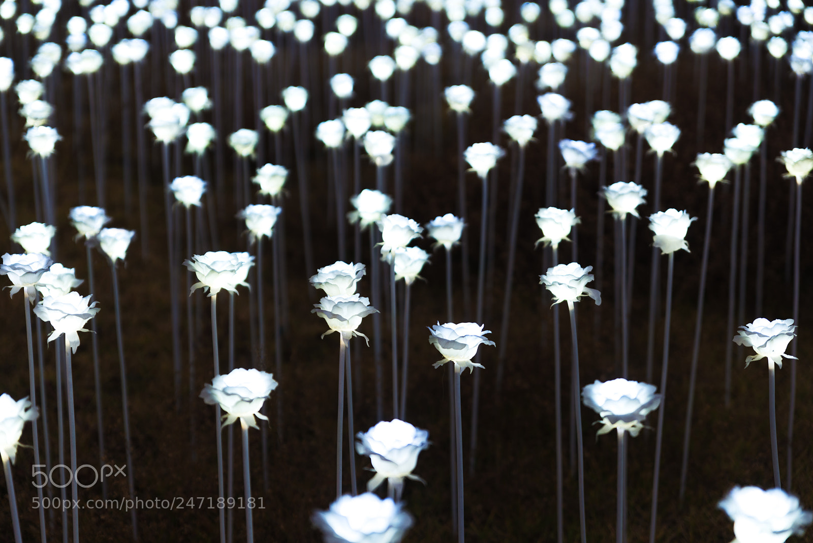 Nikon D800 sample photo. Lit led rose garden photography