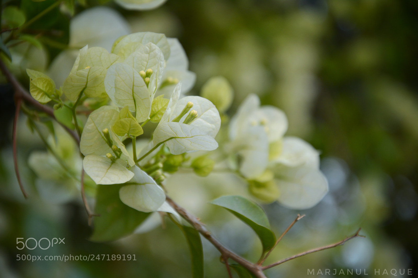 Nikon D5200 sample photo. White bougainville photography