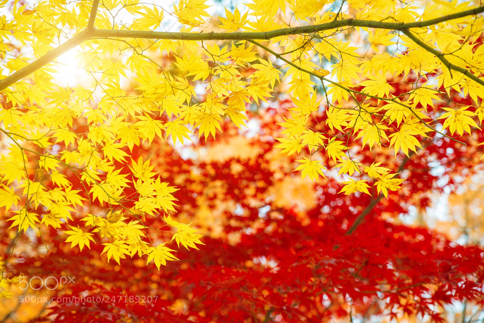 Nikon D800 sample photo. Red and yellow maple photography