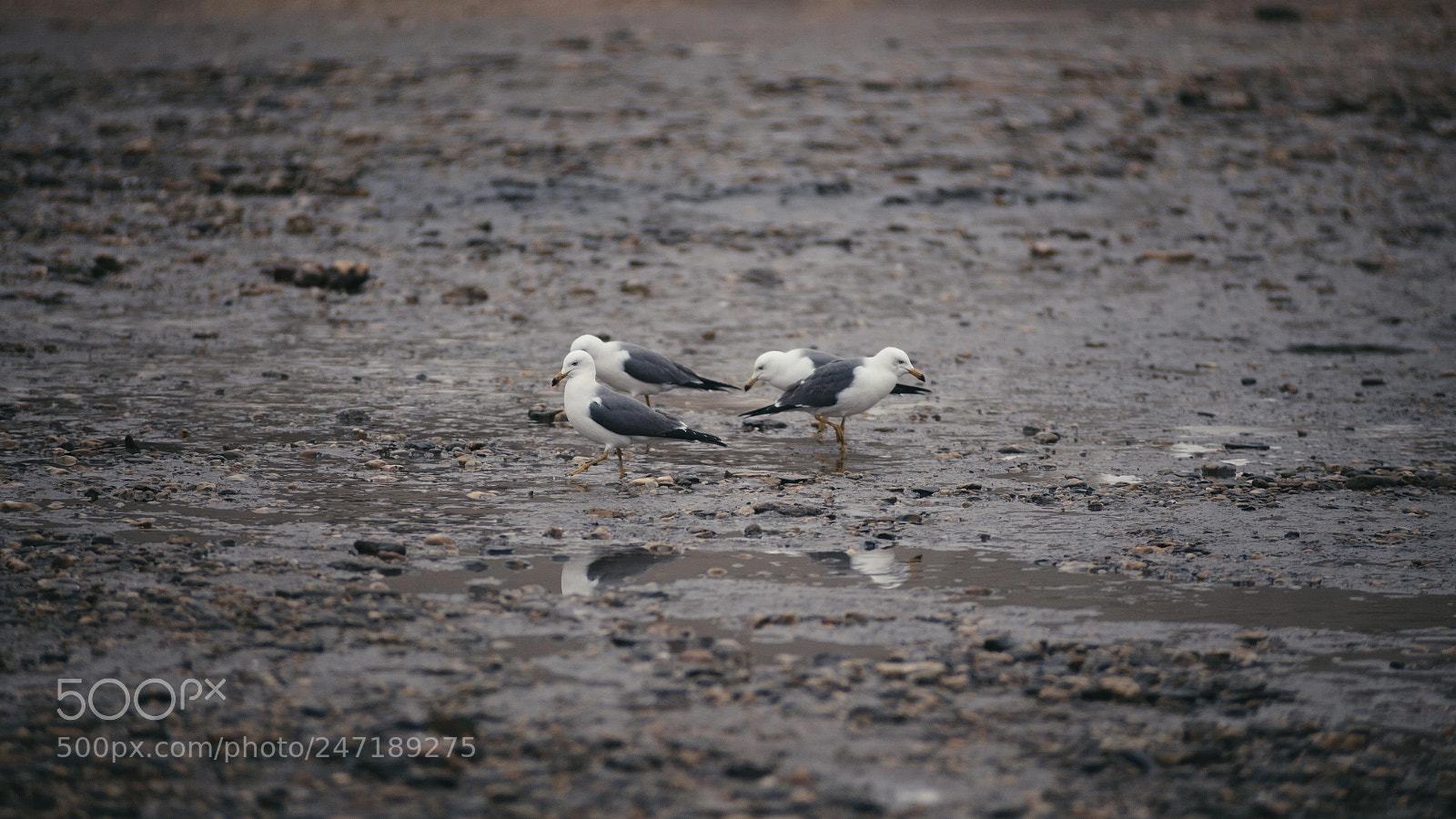 Canon EOS-1Ds Mark II sample photo. Untitled photography