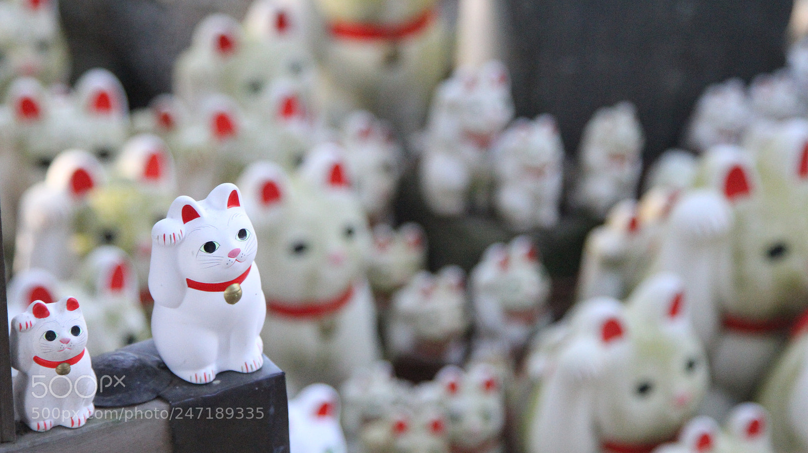 Canon EOS 60D + Canon EF 24-105mm F4L IS USM sample photo. Img photography