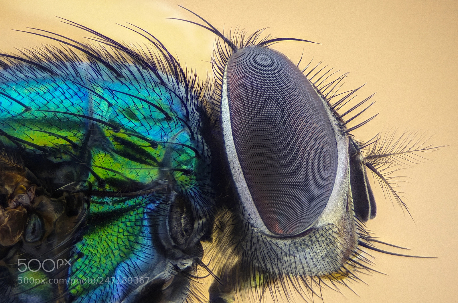 LG G4 sample photo. Bottlefly photography