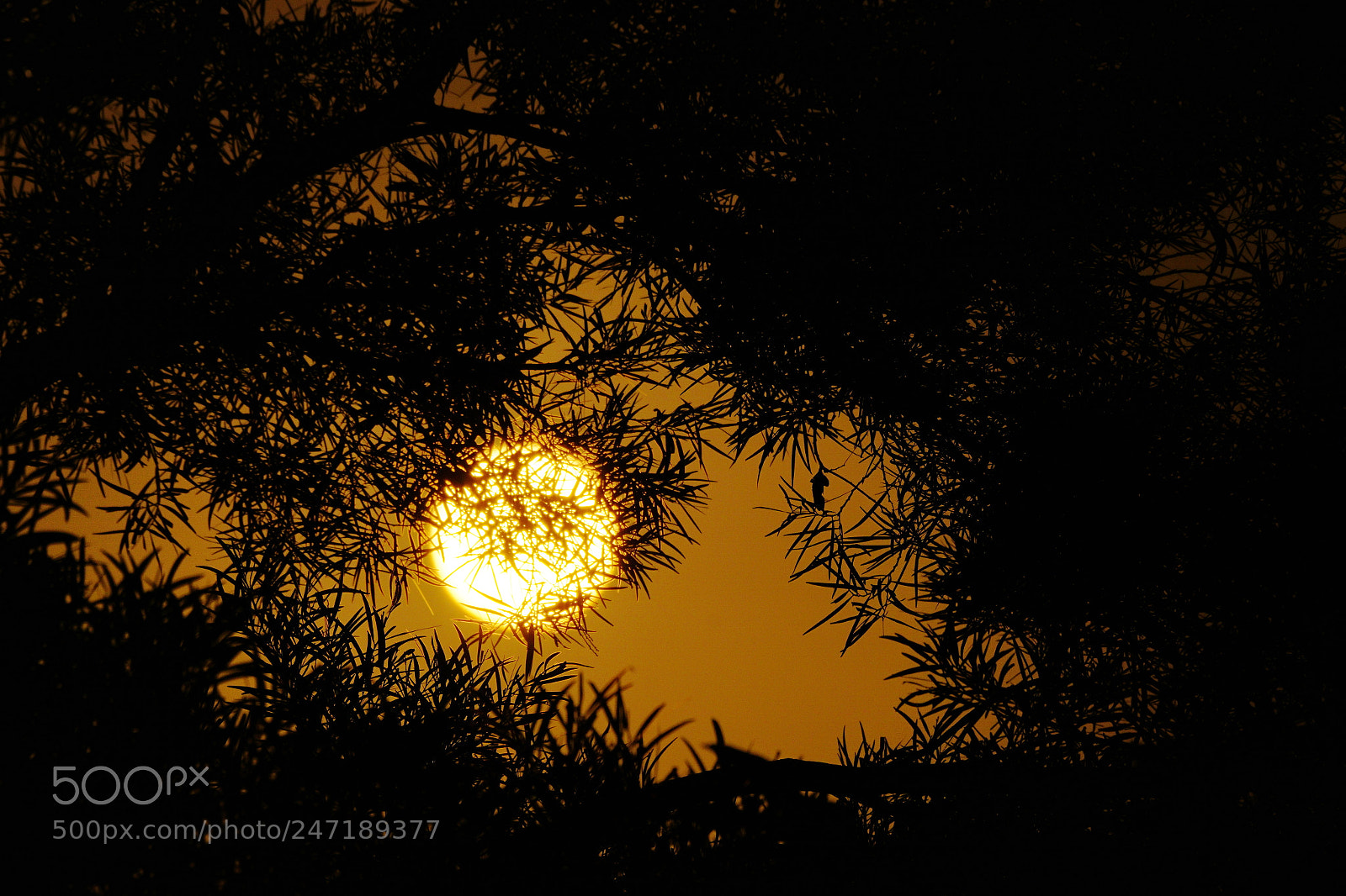 Sony ILCA-77M2 sample photo. Bamboo lamp photography