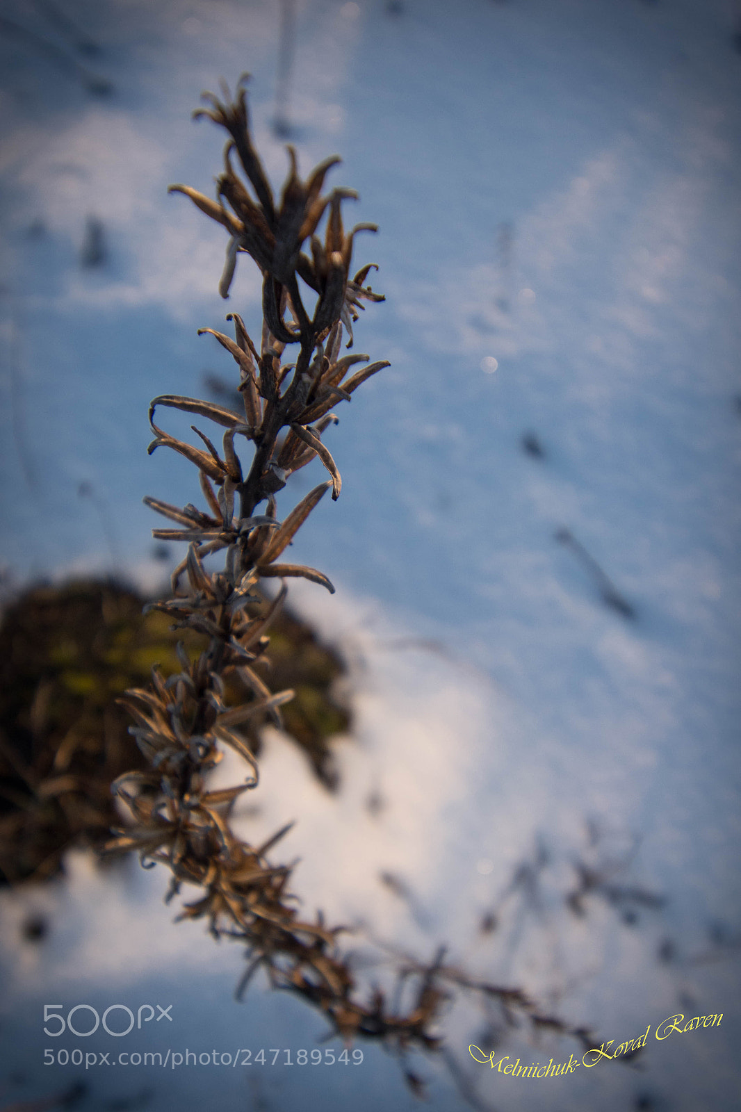 Nikon D5200 sample photo. Abstract deadwood photography
