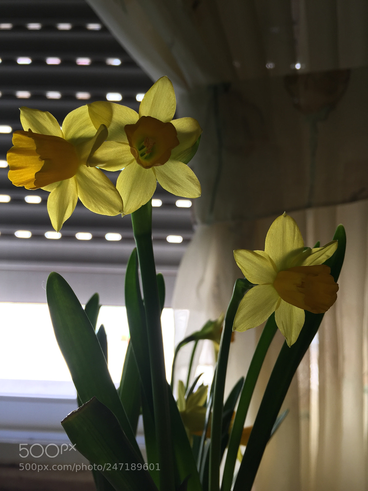 Apple iPhone 6 sample photo. Nurges flowers photography