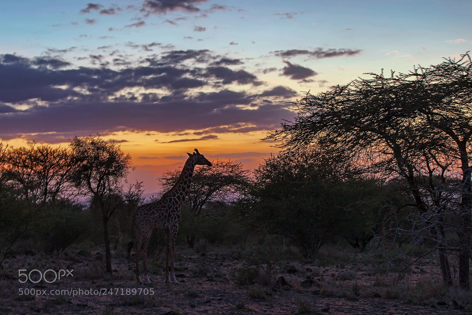 Canon EOS-1D X sample photo. Giraffe at sunset photography