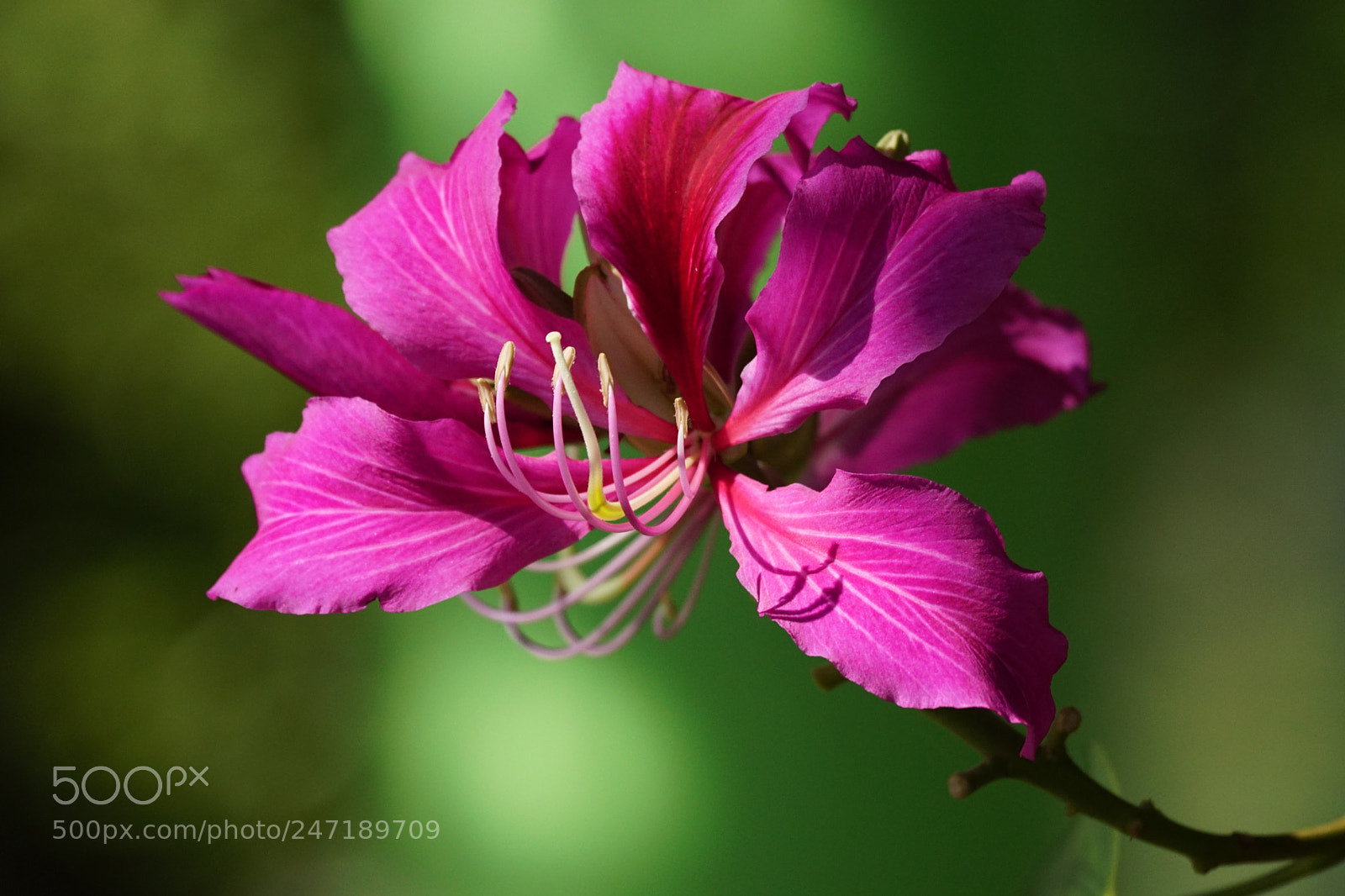 Sony ILCA-77M2 sample photo. Colours of spring photography