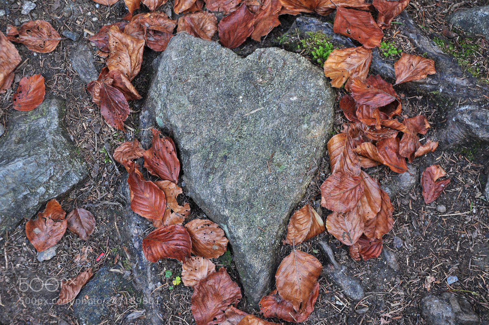 Nikon D90 sample photo. 101009- 037.jpg photography