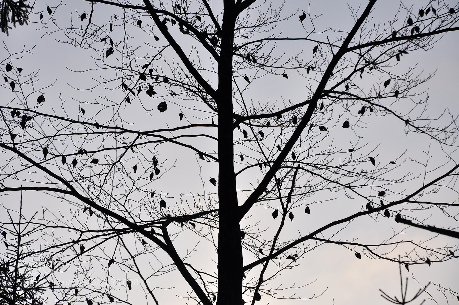 Nikon D90 sample photo. 110102- 026.jpg photography
