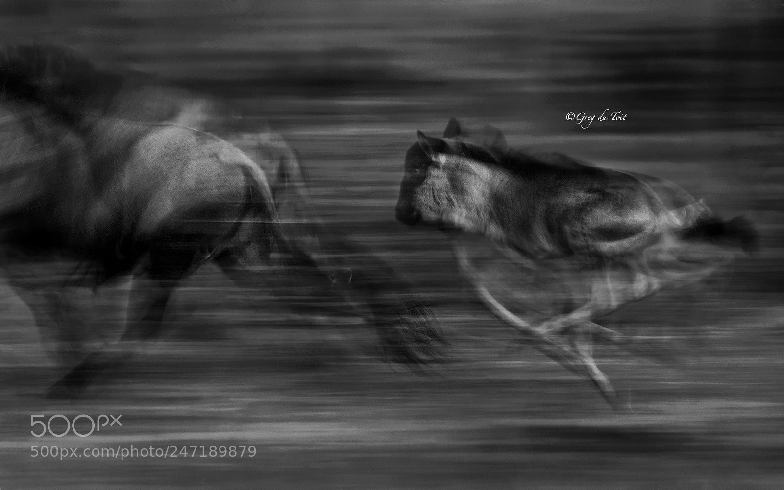 Nikon D4S sample photo. Migration calving photography