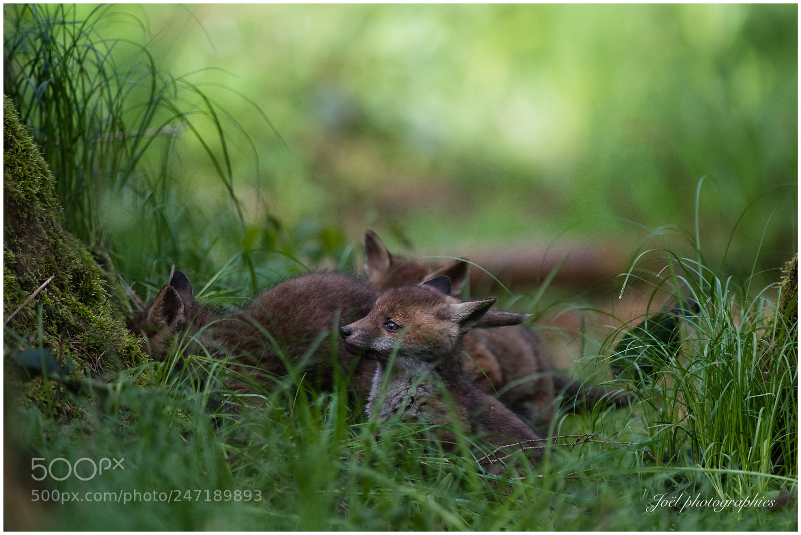 Nikon D810 sample photo. Baby fox photography