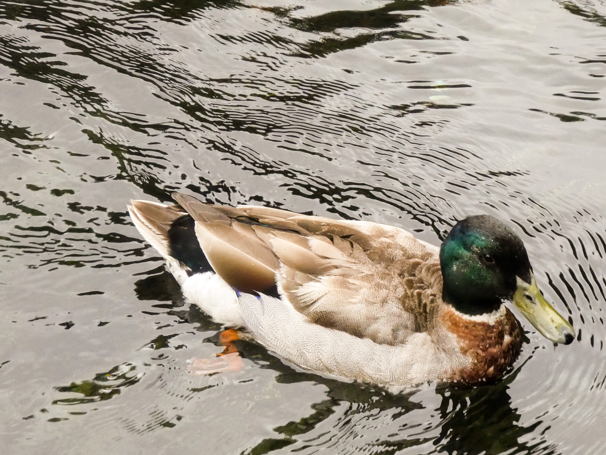 Panasonic Lumix DMC-ZS60 (Lumix DMC-TZ80) sample photo. Garden duck photography