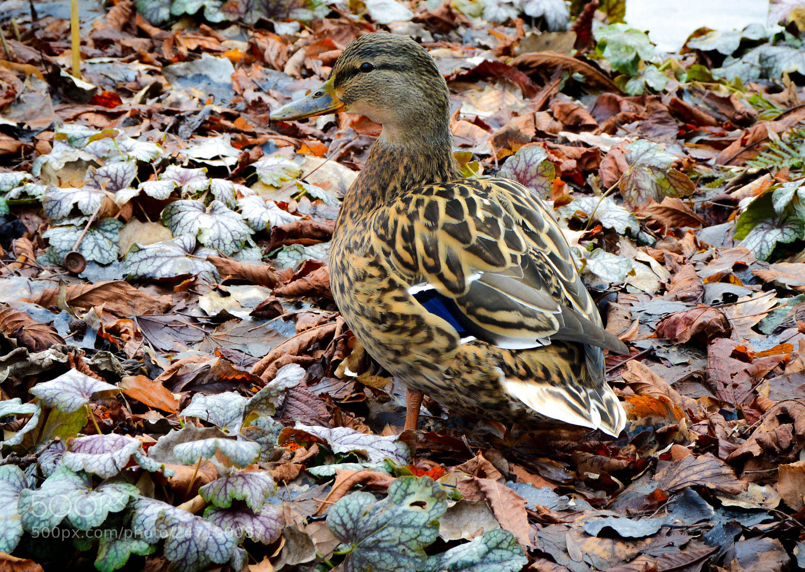 Nikon D5200 sample photo. Blending in. photography