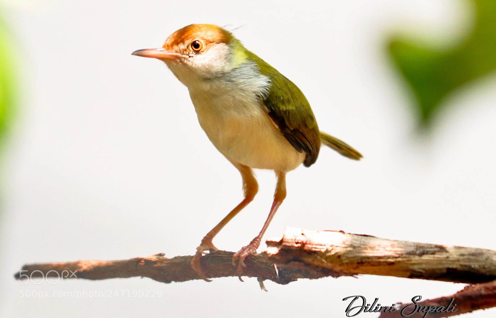 Canon EOS 80D sample photo. Common tailorbird photography
