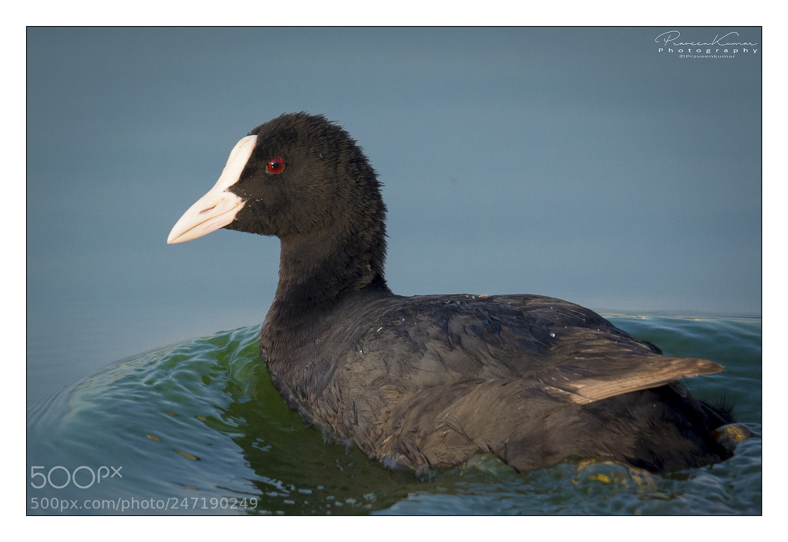 Nikon D5200 sample photo. Common coot photography