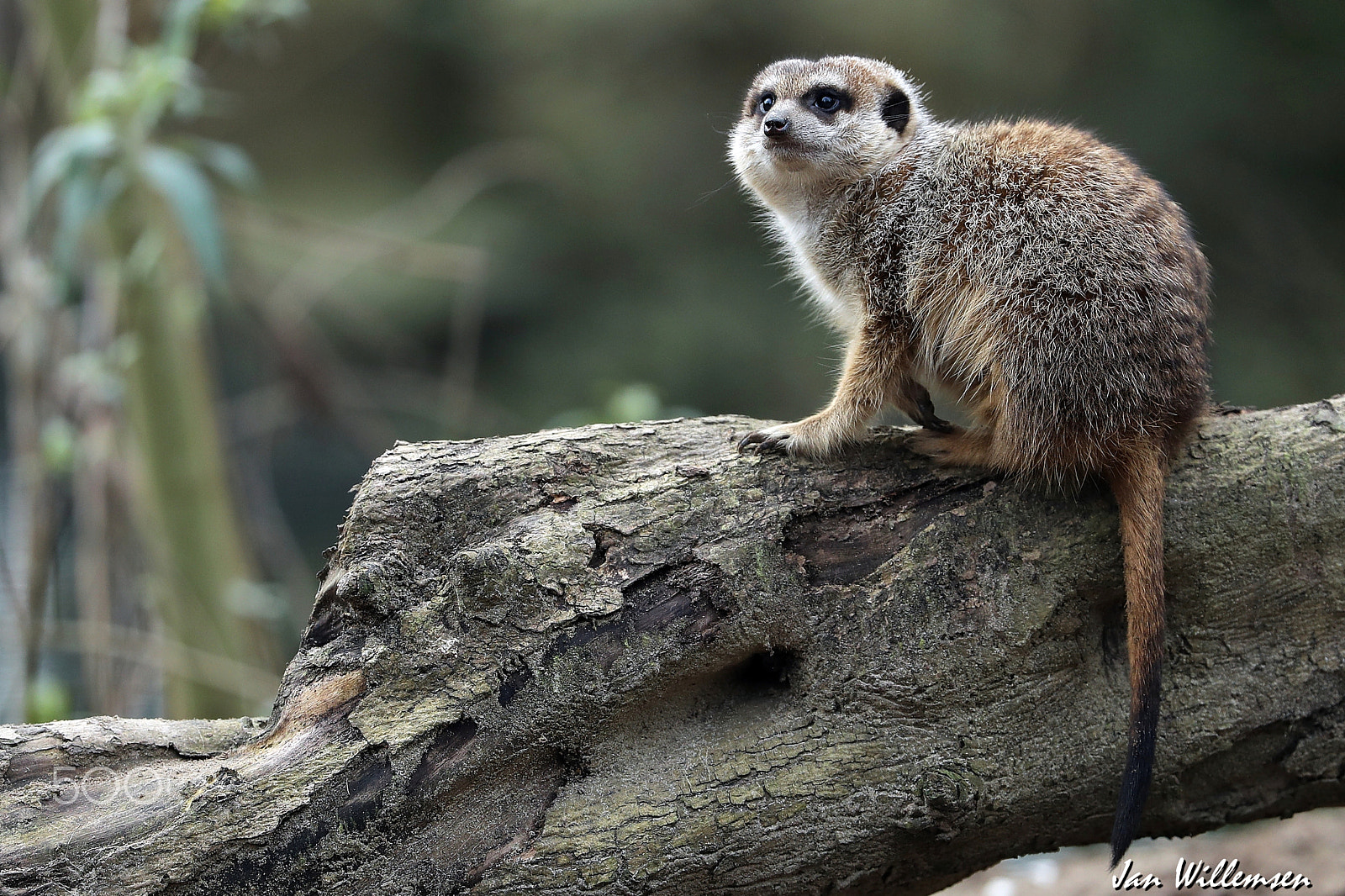 Canon EF 300mm F2.8L IS II USM sample photo. Meerkat photography