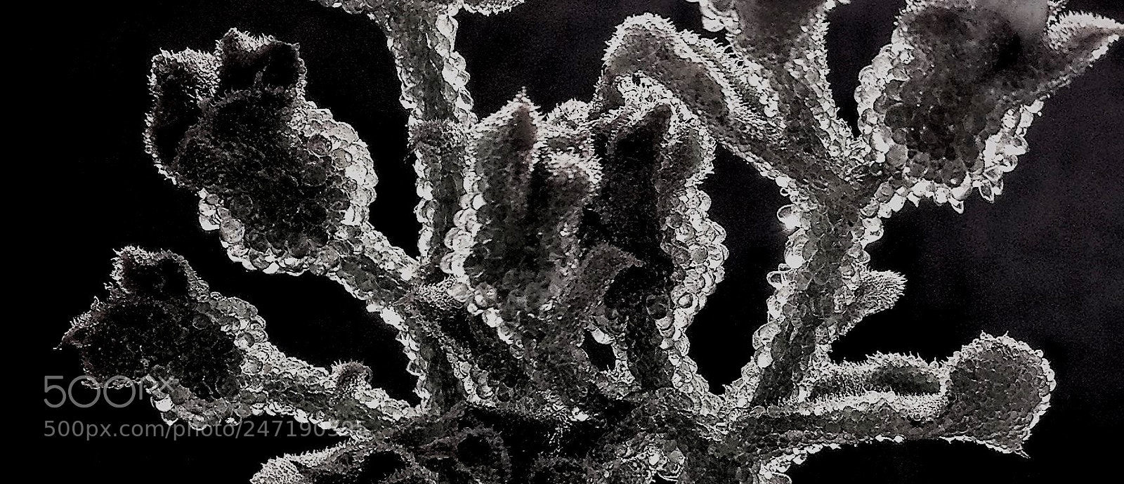 Apple iPhone 4S sample photo. Crystallize detail photography