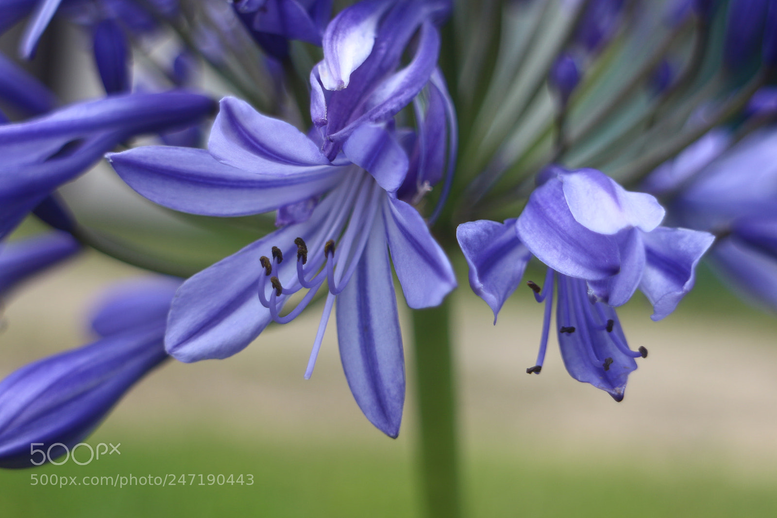 Canon EOS M sample photo. Purple photography