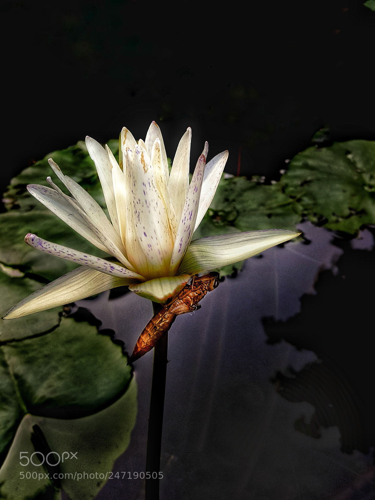 Samsung Galaxy Note5 sample photo. White lotus photography