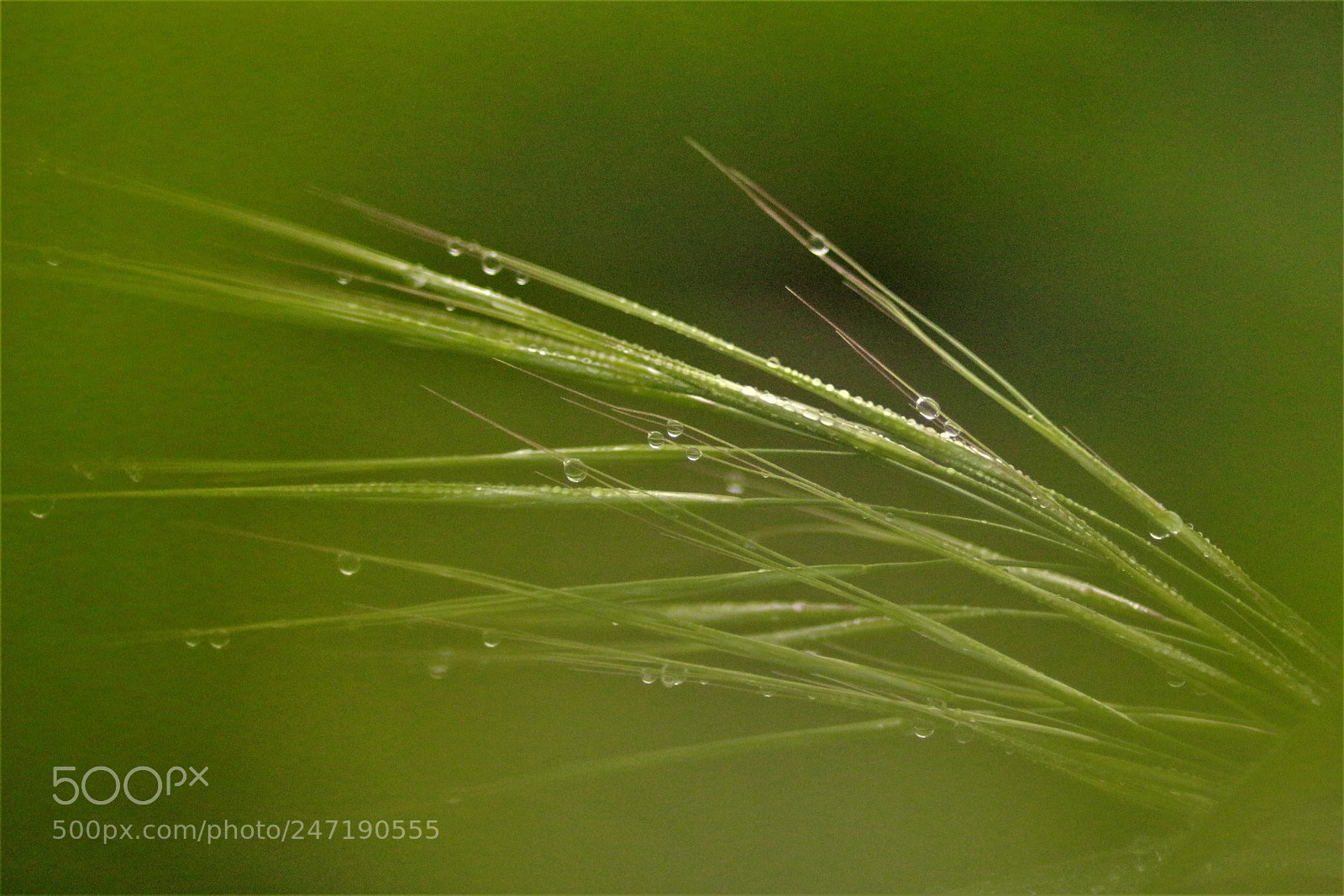 Canon EOS 700D (EOS Rebel T5i / EOS Kiss X7i) sample photo. Morning dew photography