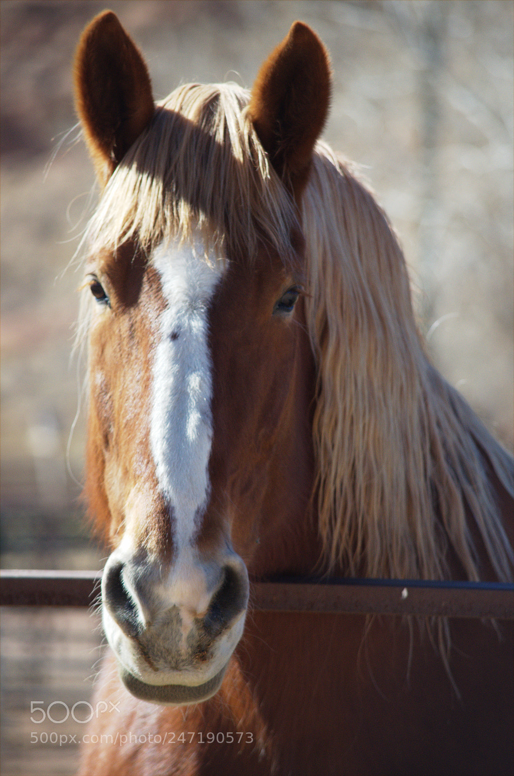 Nikon D5100 sample photo. Untitled photography