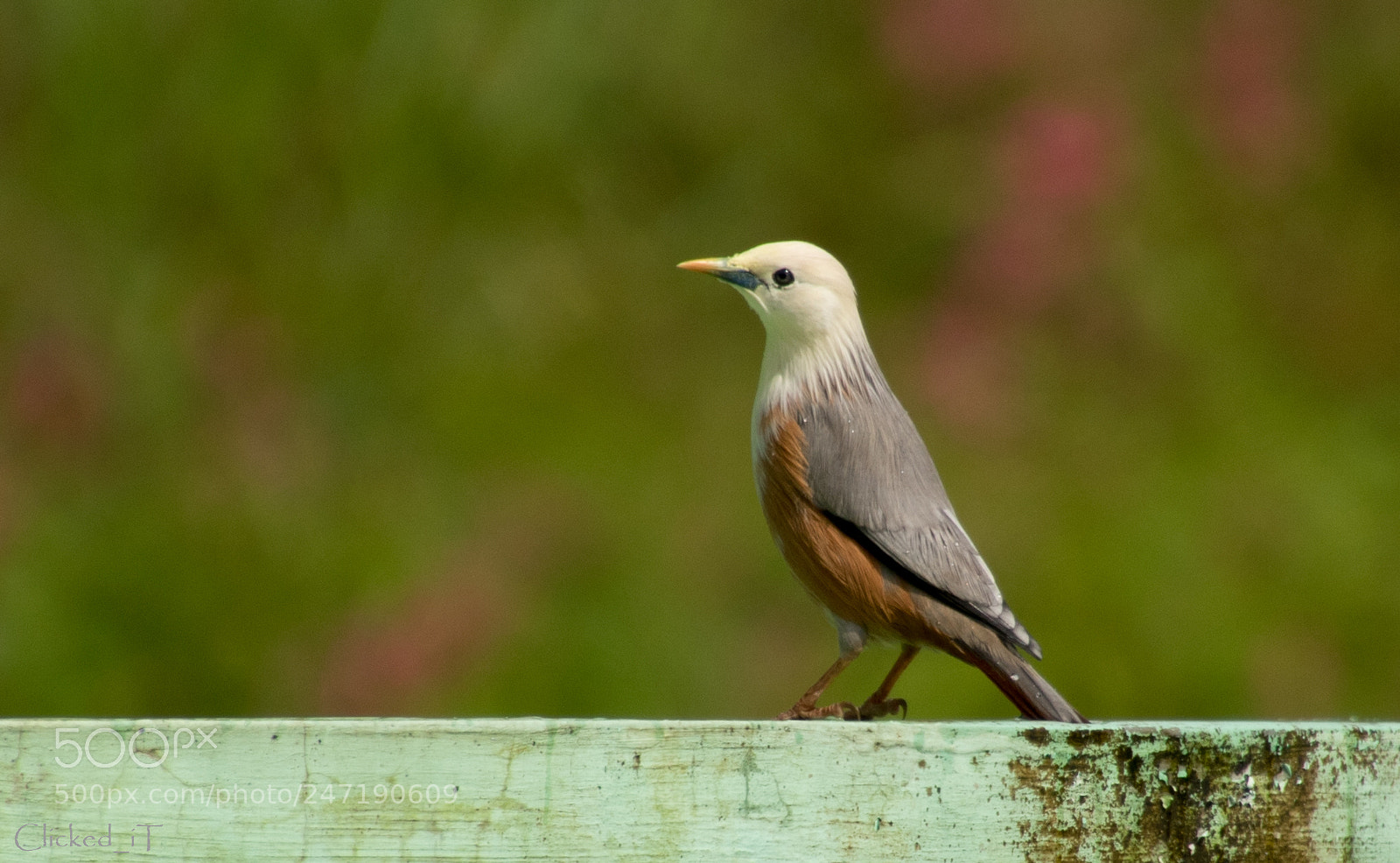 Canon EOS 7D Mark II sample photo. Brahmani starling photography