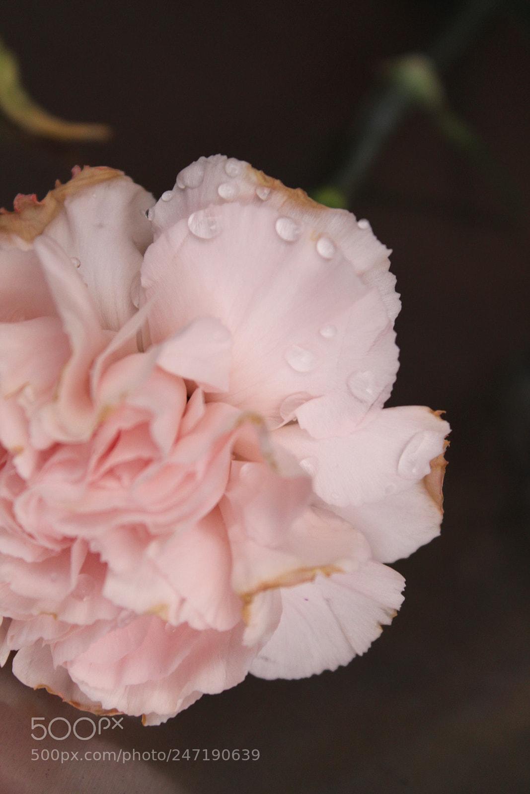 Canon EOS 1300D (EOS Rebel T6 / EOS Kiss X80) sample photo. Beautiful flower:) photography