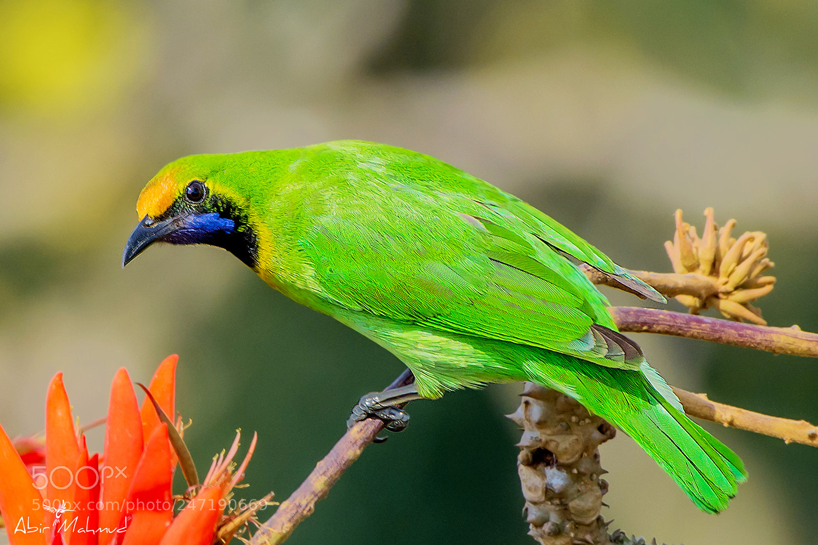 Nikon D7100 sample photo. :: golden-fronted leafbird / সোনাকপালি হরবোলা  :: photography