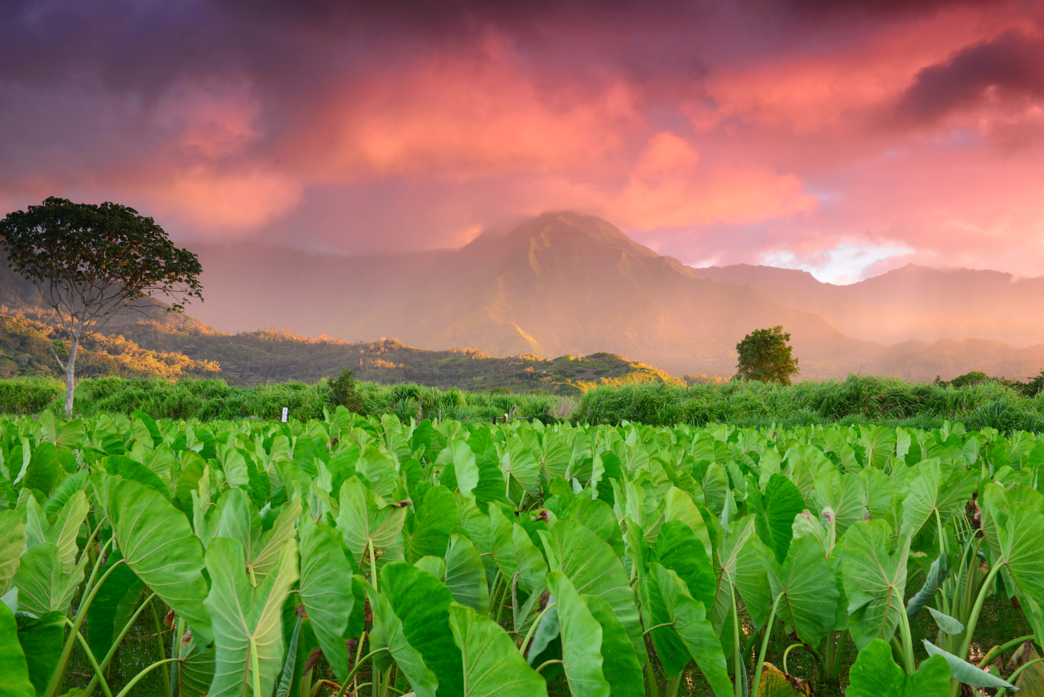 Nikon AF-S Nikkor 24-70mm F2.8G ED sample photo. Sunset before tropical storm at kauai photography