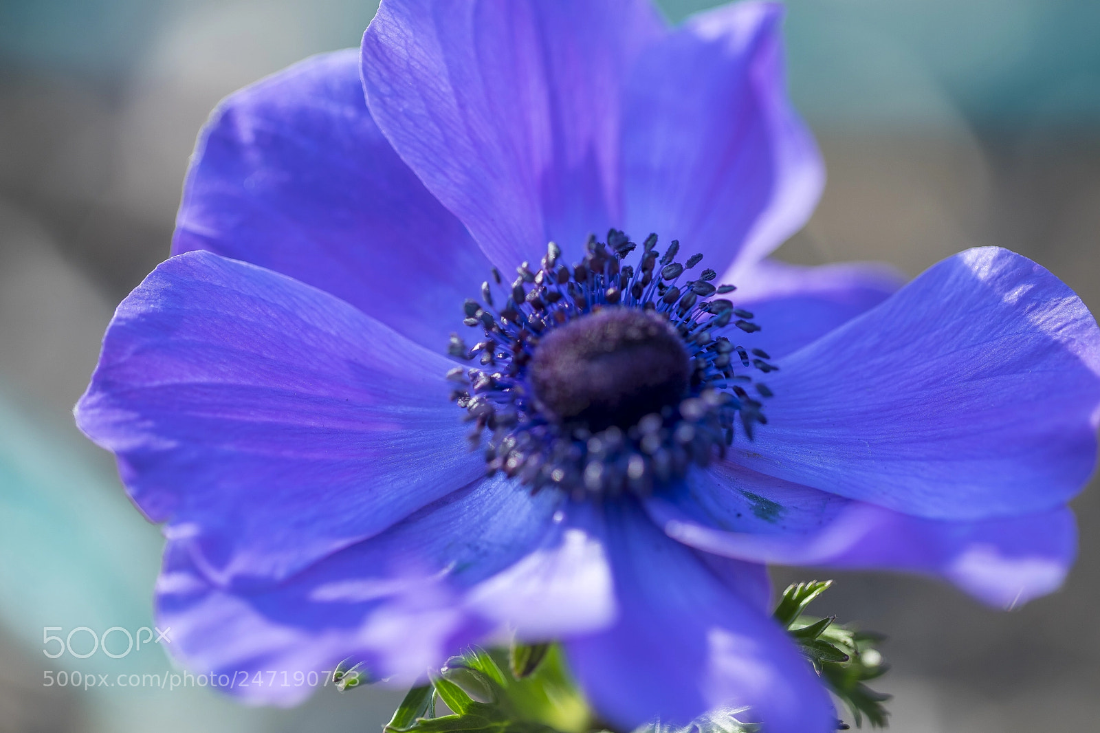 Sony a7 II sample photo. Flowers of anemone photography