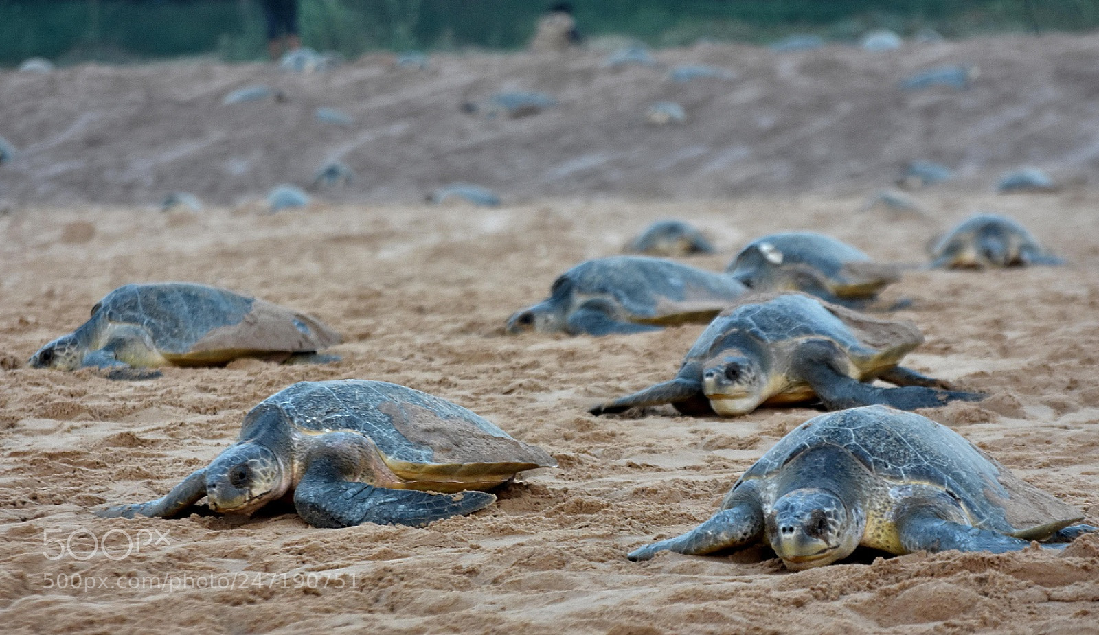 Nikon D7200 sample photo. Sea turtles photography