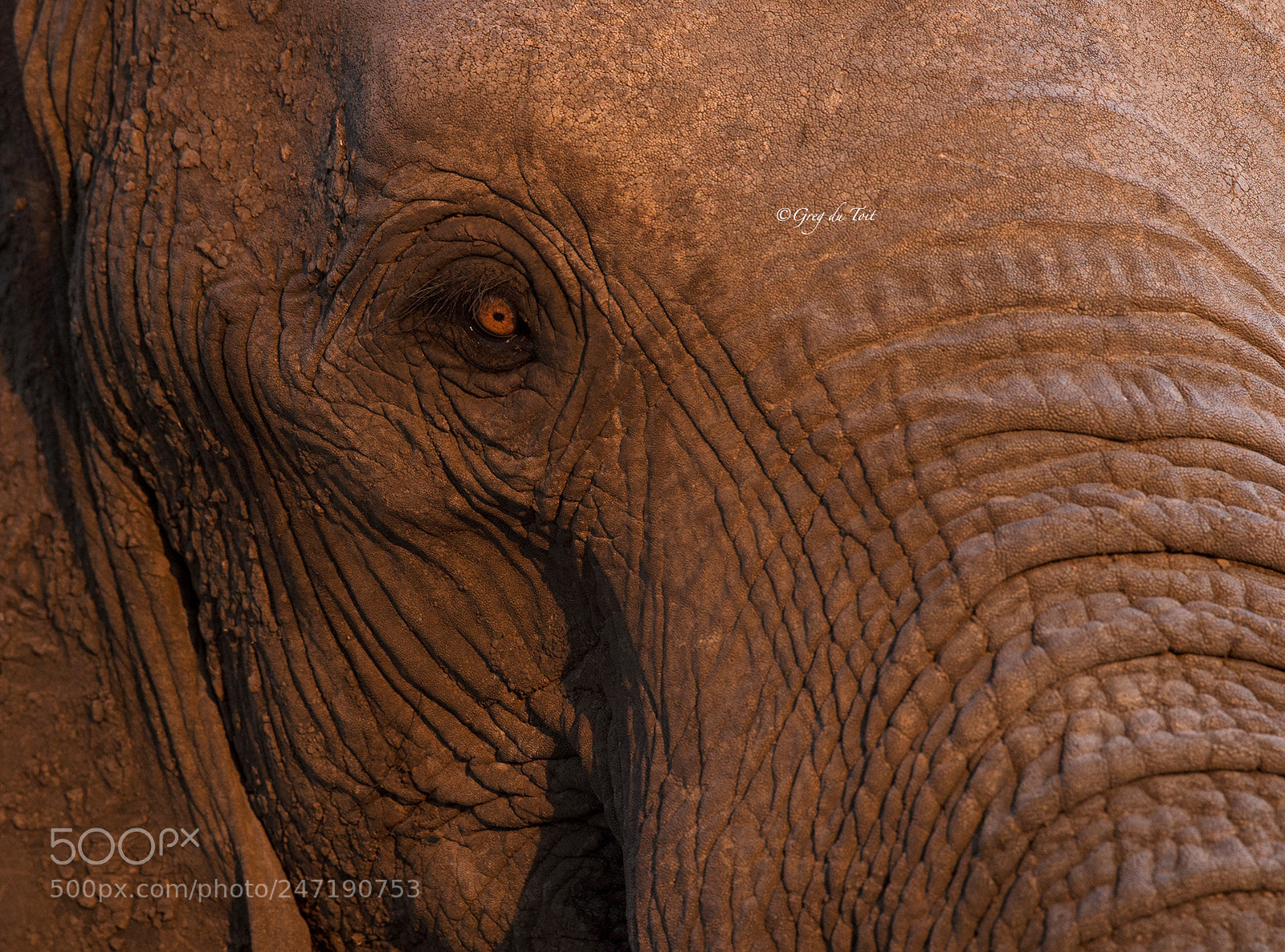 Nikon D4S sample photo. Elephant eye (2) photography