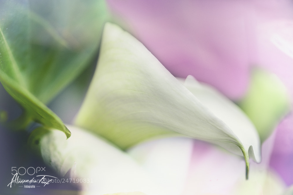 Nikon D850 sample photo. Flowerpower photography