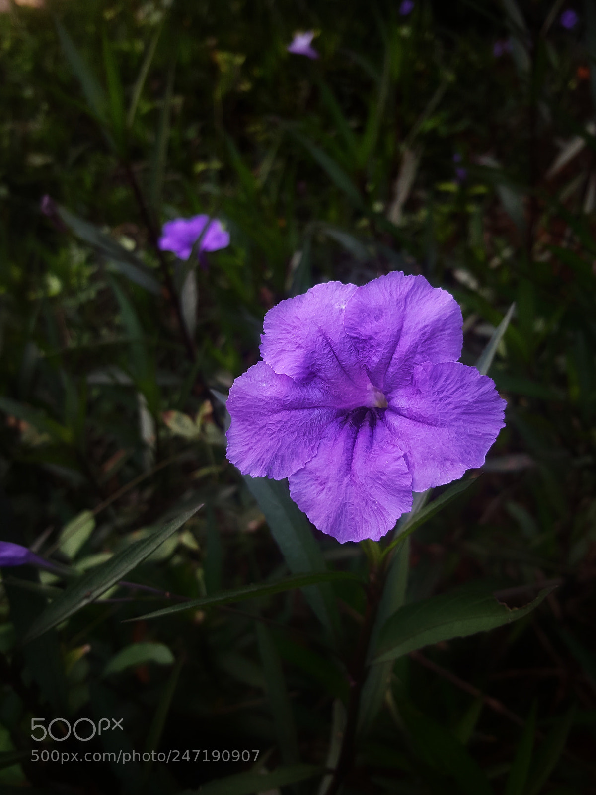 Samsung Galaxy Note5 sample photo. Lilac photography